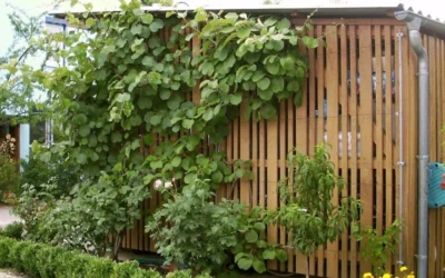 Jenny Self-Fertile Kiwi Vine - Quart Pot -Chaste Tree World actinidia deliciosa jenny self fertile kiwi vine 7