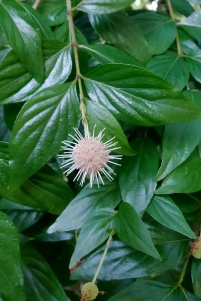 Adina Rubella Buttonbush - 3 Gallon Pot -Chaste Tree World adina rubella chinese buttonbush 2