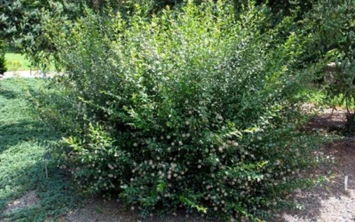 Adina Rubella Buttonbush - 3 Gallon Pot -Chaste Tree World adina rubella chinese buttonbush 3