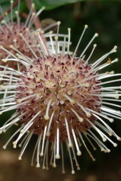 Adina Rubella Buttonbush - 3 Gallon Pot -Chaste Tree World adina rubella chinese buttonbush 4