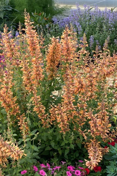 Mango Tango Agastache (Hummingbird Mint) - 5 Pack Of Quart Pots -Chaste Tree World agastache mango tango hummingbird mint anise hyssop 4