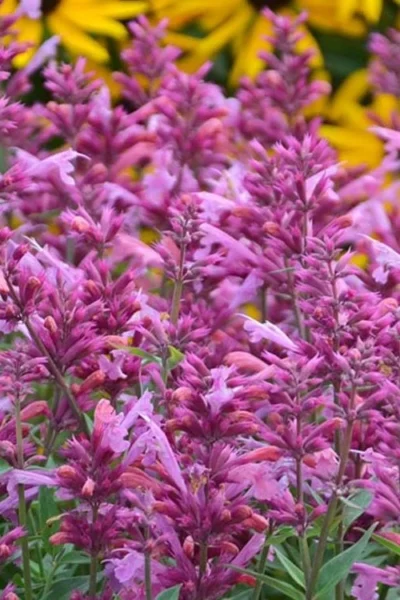 Rosie Posie Agastache (Hummingbird Mint) - 5 Pack Of Quarts -Chaste Tree World agastache rosie posie hummingbird mint 3 1