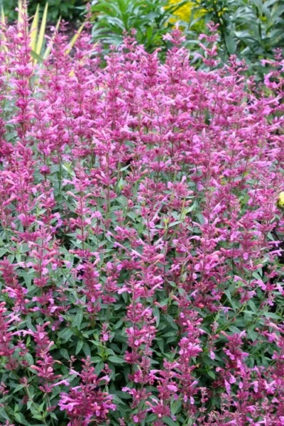 Rosie Posie Agastache (Hummingbird Mint) - 1 Gallon Pot 15 Rosie Posie Agastache (Hummingbird Mint) - 1 Gallon Pot -Chaste Tree World agastache rosie posie hummingbird mint 6