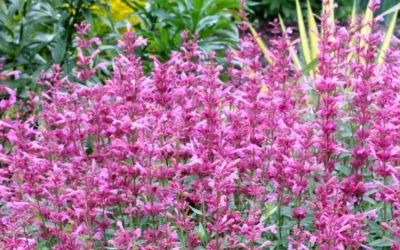 Rosie Posie Agastache (Hummingbird Mint) - 1 Gallon Pot 16 Rosie Posie Agastache (Hummingbird Mint) - 1 Gallon Pot -Chaste Tree World agastache rosie posie hummingbird mint 7