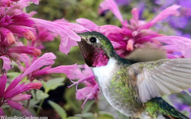 Rosie Posie Agastache (Hummingbird Mint) - 1 Gallon Pot 4 Rosie Posie Agastache (Hummingbird Mint) - 1 Gallon Pot - Image 4