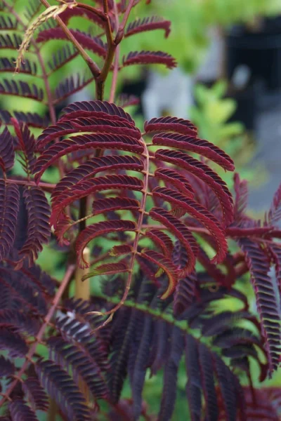 Summer Chocolate Mimosa Tree - 5 Gallon Pot -Chaste Tree World albizia julibrissin summer chocolate mimosa tree 4