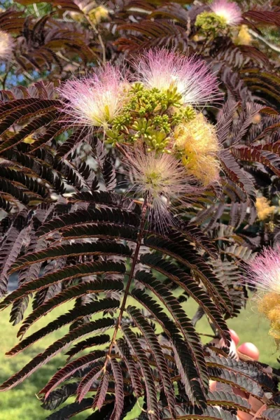 Summer Chocolate Mimosa Tree - 5 Gallon Pot -Chaste Tree World albizia julibrissin summer chocolate mimosa tree 7