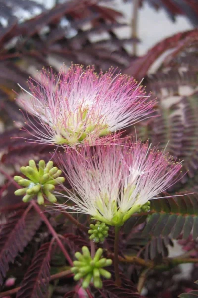 Summer Chocolate Mimosa Tree - 5 Gallon Pot -Chaste Tree World albizia julibrissin summer chocolate mimosa tree 8