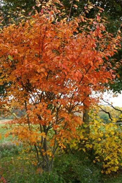 Shadblow Serviceberry Tree (Amelanchier Canadensis) - 1 Gallon Pot -Chaste Tree World amelanchier arborea shadblow serviceberry fall foliage 1