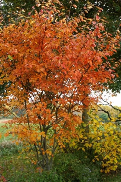 Shadblow Serviceberry Tree (Amelanchier Canadensis) - 5 Gallon Pot 13 Shadblow Serviceberry Tree (Amelanchier Canadensis) - 5 Gallon Pot -Chaste Tree World amelanchier arborea shadblow serviceberry fall foliage