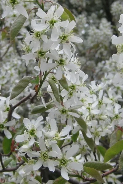 Shadblow Serviceberry Tree (Amelanchier Canadensis) - 5 Gallon Pot 14 Shadblow Serviceberry Tree (Amelanchier Canadensis) - 5 Gallon Pot -Chaste Tree World amelanchier arborea shadblow serviceberry flowers 4