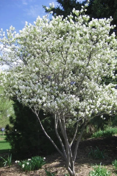 Shadblow Serviceberry Tree (Amelanchier Canadensis) - 1 Gallon Pot -Chaste Tree World amelanchier arborea shadblow serviceberry tree 2 1