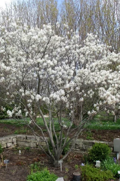 Shadblow Serviceberry Tree (Amelanchier Canadensis) - 1 Gallon Pot -Chaste Tree World amelanchier arborea shadblow serviceberry tree 3 1