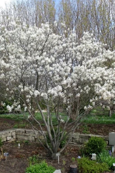 Shadblow Serviceberry Tree (Amelanchier Canadensis) - 3 Gallon Pot -Chaste Tree World amelanchier arborea shadblow serviceberry tree 3 2