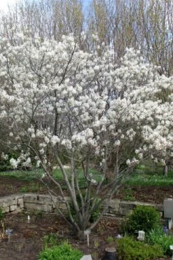 Shadblow Serviceberry Tree (Amelanchier Canadensis) - 5 Gallon Pot -Chaste Tree World amelanchier arborea shadblow serviceberry tree 3