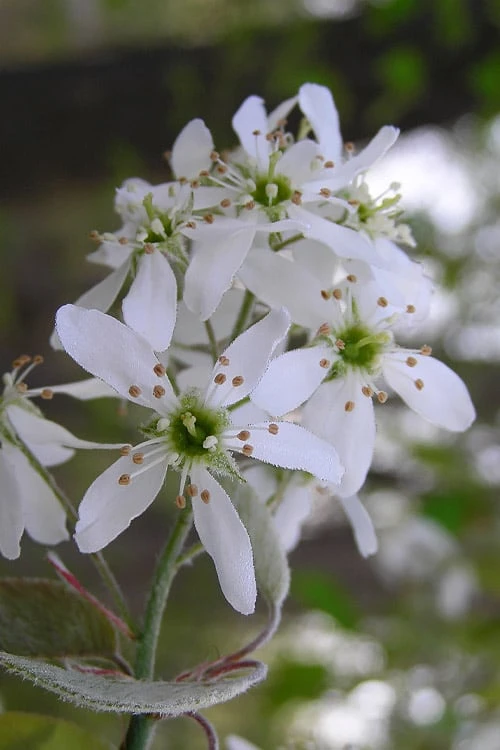 Autumn Brilliance Serviceberry Tree - 7 Gallon Pot (5-6') 5 Autumn Brilliance Serviceberry Tree - 7 Gallon Pot (5-6') - Image 5