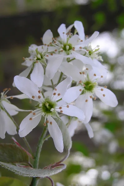 Autumn Brilliance Serviceberry Tree - 1 Gallon Pot -Chaste Tree World amelanchier grandiflora autumn brilliance serviceberry 1 2