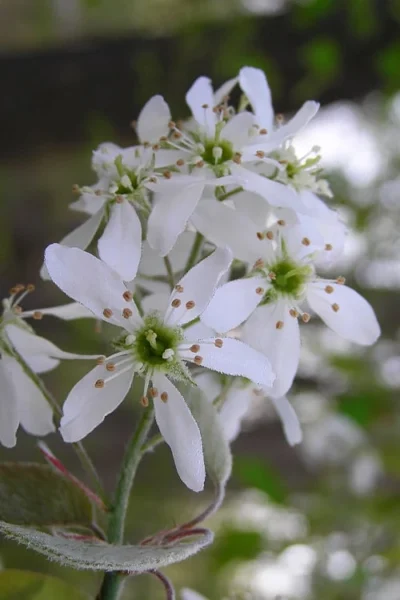 Autumn Brilliance Serviceberry Tree - 3 Gallon Pot 13 Autumn Brilliance Serviceberry Tree - 3 Gallon Pot -Chaste Tree World amelanchier grandiflora autumn brilliance serviceberry 1