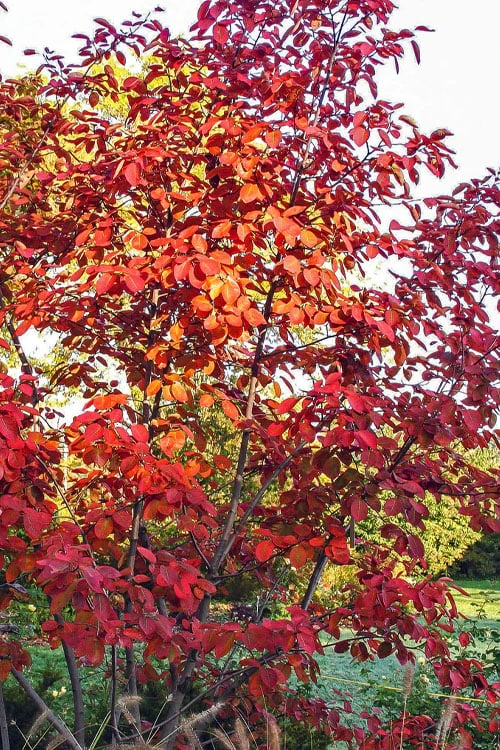Autumn Brilliance Serviceberry Tree - 3 Gallon Pot 9 Autumn Brilliance Serviceberry Tree - 3 Gallon Pot - Image 9