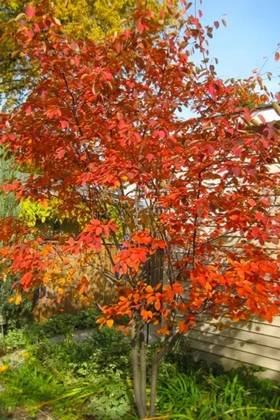 Autumn Brilliance Serviceberry Tree - 7 Gallon Pot (5-6')