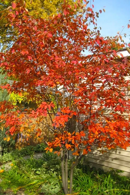 Autumn Brilliance Serviceberry Tree - 3 Gallon Pot 1 Autumn Brilliance Serviceberry Tree - 3 Gallon Pot