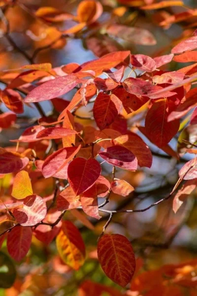 Autumn Brilliance Serviceberry Tree - 7 Gallon Pot (5-6') 15 Autumn Brilliance Serviceberry Tree - 7 Gallon Pot (5-6') -Chaste Tree World amelanchier grandiflora autumn brilliance serviceberry 9 1
