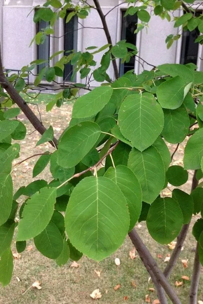 Allegheny Serviceberry Tree (Amelanchier Laevis) - 3 Gallon Pot 14 Allegheny Serviceberry Tree (Amelanchier Laevis) - 3 Gallon Pot -Chaste Tree World amelanchier laevis allegheny serviceberry 4