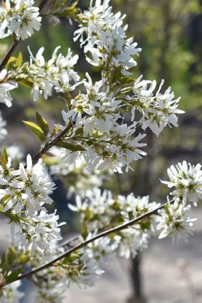 Allegheny Serviceberry Tree (Amelanchier Laevis) - 3 Gallon Pot 11 Allegheny Serviceberry Tree (Amelanchier Laevis) - 3 Gallon Pot -Chaste Tree World amelanchier laevis allegheny serviceberry 6