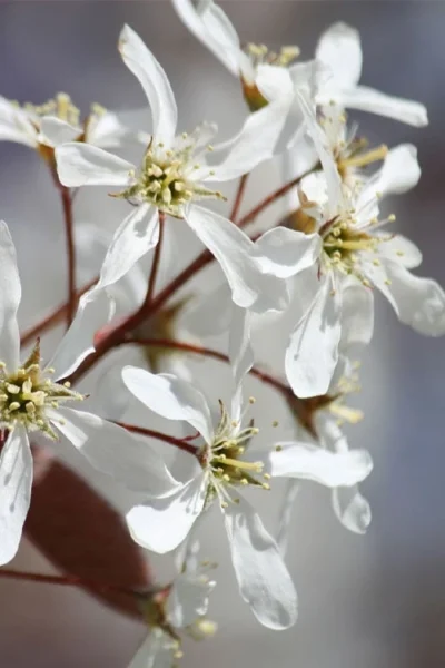 Allegheny Serviceberry Tree (Amelanchier Laevis) - 3 Gallon Pot 15 Allegheny Serviceberry Tree (Amelanchier Laevis) - 3 Gallon Pot -Chaste Tree World amelanchier laevis allegheny serviceberry 7