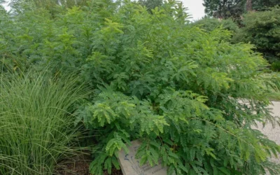 Indigo Bush (Amorpha Fruticosa) - 1 Gallon Pot 15 Indigo Bush (Amorpha Fruticosa) - 1 Gallon Pot -Chaste Tree World amorpha fruticosa indigo bush 14 2