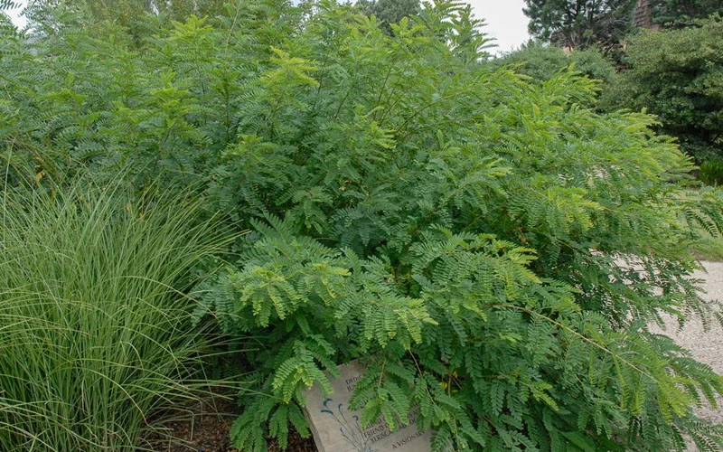 Indigo Bush (Amorpha Fruticosa) - 1 Gallon Pot 5 Indigo Bush (Amorpha Fruticosa) - 1 Gallon Pot - Image 5