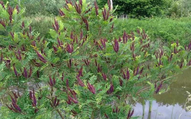 Indigo Bush (Amorpha Fruticosa) - 1 Gallon Pot 9 Indigo Bush (Amorpha Fruticosa) - 1 Gallon Pot - Image 9