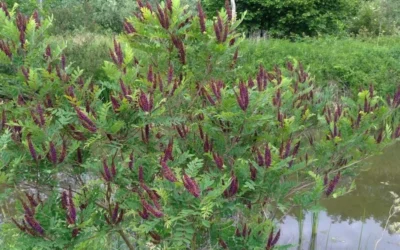Indigo Bush (Amorpha Fruticosa) - 3 Gallon Pot -Chaste Tree World amorpha fruticosa indigo bush 15