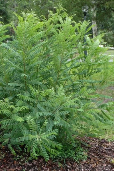 Indigo Bush (Amorpha Fruticosa) - 3 Gallon Pot -Chaste Tree World amorpha fruticosa indigo bush 19