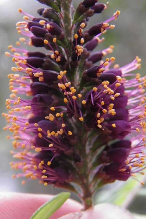Indigo Bush (Amorpha Fruticosa) - 1 Gallon Pot 8 Indigo Bush (Amorpha Fruticosa) - 1 Gallon Pot - Image 8