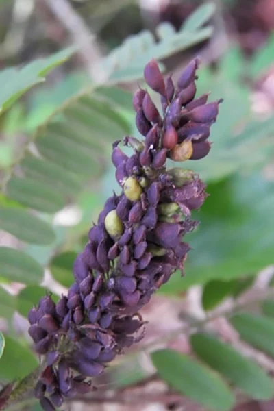 Indigo Bush (Amorpha Fruticosa) - 3 Gallon Pot -Chaste Tree World amorpha fruticosa indigo bush 3