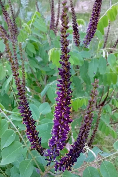 Indigo Bush (Amorpha Fruticosa) - 3 Gallon Pot -Chaste Tree World amorpha fruticosa indigo bush 5