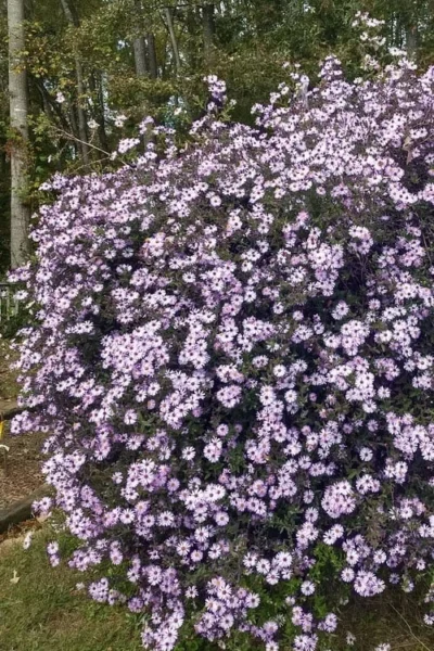 Climbing Aster (Ampelaster Carolianianus) - 1 Gallon Pot 17 Climbing Aster (Ampelaster Carolianianus) - 1 Gallon Pot -Chaste Tree World ampelaster carolinianus climbiing aster 1