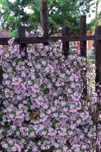 Climbing Aster (Ampelaster Carolianianus) - 1 Gallon Pot 14 Climbing Aster (Ampelaster Carolianianus) - 1 Gallon Pot -Chaste Tree World ampelaster carolinianus climbiing aster 11