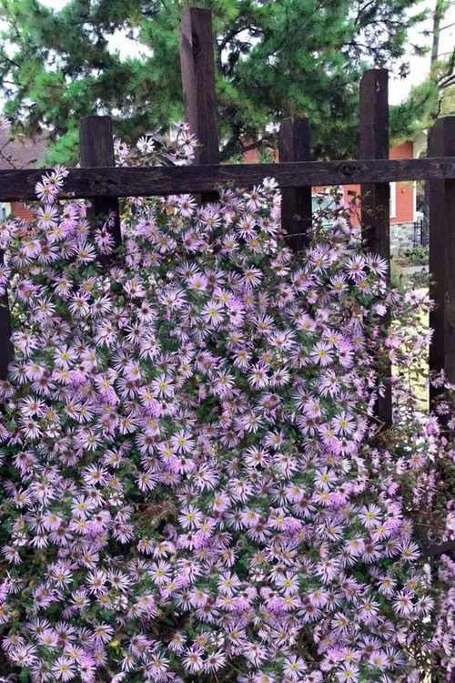 Climbing Aster (Ampelaster Carolianianus) - 1 Gallon Pot 6 Climbing Aster (Ampelaster Carolianianus) - 1 Gallon Pot - Image 6