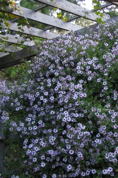 Climbing Aster (Ampelaster Carolianianus) - 1 Gallon Pot 12 Climbing Aster (Ampelaster Carolianianus) - 1 Gallon Pot -Chaste Tree World ampelaster carolinianus climbiing aster 4