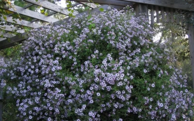 Climbing Aster (Ampelaster Carolianianus) - 1 Gallon Pot 13 Climbing Aster (Ampelaster Carolianianus) - 1 Gallon Pot -Chaste Tree World ampelaster carolinianus climbiing aster 5