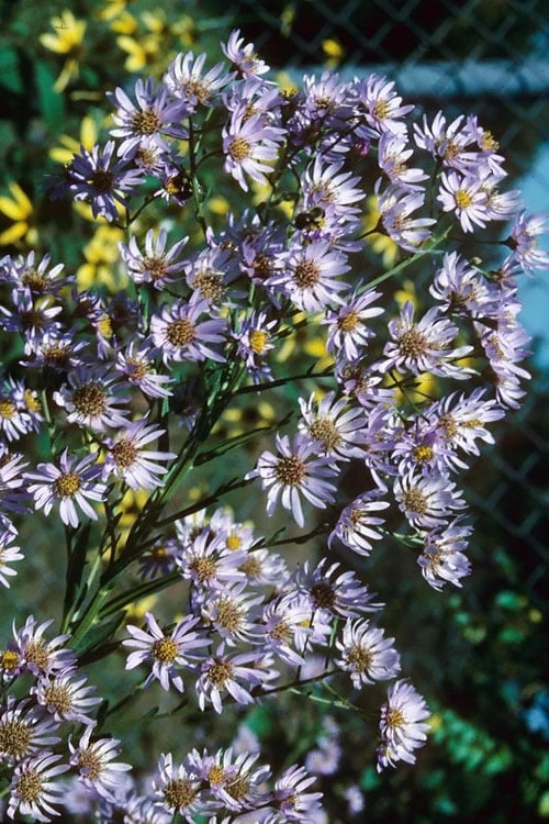 Climbing Aster (Ampelaster Carolianianus) - 1 Gallon Pot 7 Climbing Aster (Ampelaster Carolianianus) - 1 Gallon Pot - Image 7