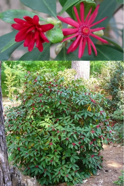 Florida Anise - Illicium Floridanum - 6 Pack Of 1 Gallon Pots -Chaste Tree World anise florida illicium floridanum 500x750 1