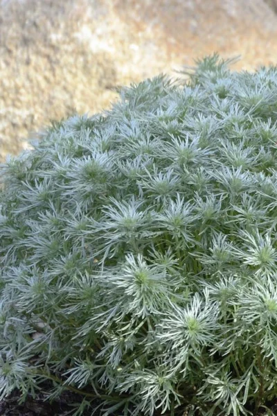 Silver Mound Artemisia - 1 Gallon Pot -Chaste Tree World artemisia schmidtiana silver mound 4