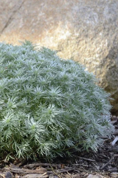 Silver Mound Artemisia - 1 Gallon Pot -Chaste Tree World artemisia schmidtiana silver mound 5