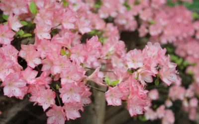 Amy Azalea - 3 Gallon Pot 8 Amy Azalea - 3 Gallon Pot -Chaste Tree World azalea amy 8