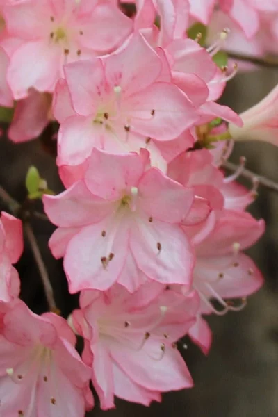 Amy Azalea - 3 Gallon Pot 9 Amy Azalea - 3 Gallon Pot -Chaste Tree World azalea amy 9