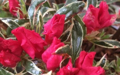 Arctic Rose Azalea - 3 Gallon Pot 10 Arctic Rose Azalea - 3 Gallon Pot -Chaste Tree World azalea arctic rose 4