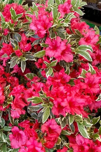 Arctic Rose Azalea - 3 Gallon Pot 9 Arctic Rose Azalea - 3 Gallon Pot -Chaste Tree World azalea arctic rose 5